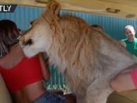 Lew wbija do samochodu pełnego turystów podczas safari