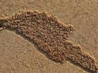 Malutkie kraby robią kulki z piasku na plaży