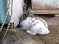Dobry ziomek królik ratuje swojego przyjaciela kitku