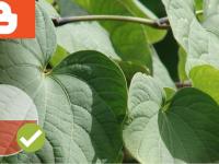 Kava Kava - Czyli lecznicza roślina, która została zalegalizowana z powrotem!