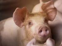 Rolnikowi grozi więzienie za nielegalny ubój własnej świni