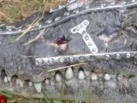 Robokrok - krokodyl naprawiony po wypadku drogowym