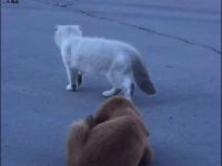 Przebiegły szczeniak udaje, że nie śledzi kotka