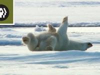 Jak po kąpieli suszą się niedźwiedzie polarne?