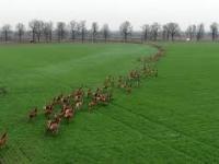 Ogromne stado jeleni na Węgrzech