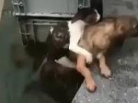 Pies ratuje kota przed utonięciem