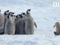 Małe pingwiny uratowane przez nieprawdopodobnego bohatera