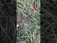 Złośliwy sąsiad - pułapka ukryta w trawie