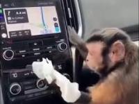 małpka