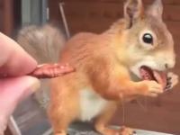 Wiewiórka pakuje jedzenie do pyszczka