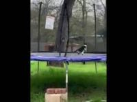 Kot utknął na trampolinie