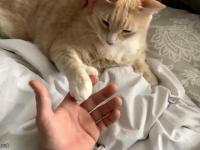 Wyjątkowy kot z ...kciukami