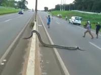 Ogromny wąż przekraczający drogę