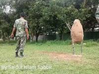 Widowiskowy trening walki bagnetem w wykonaniu armii Bangladeszu