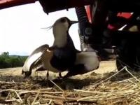 Ptak chroni swoje gniazdo przed maszyna rolniczą