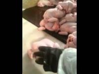 Wstrząsające nagranie z ubojni. Oto jak faszeruje się kurczaki.