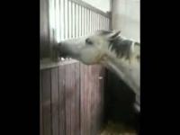 Koń dzieli się sianem z przyjacielem