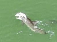 Rozpaczający delfin niosący ze sobą swojego martwego cielęcia