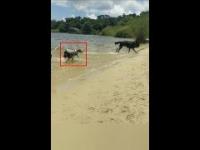 Dwunożny pies bawiący się na plaży