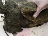 Na Syberii znaleziono głowę wilka sprzed 40 tysięcy lat
