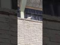 Papuga niszczy kolce na budynku
