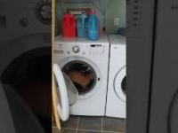 Kot biegnie w pralce