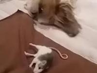 Pies i chory szczurek