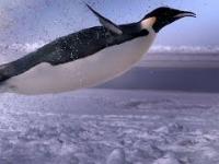 Jak pingwin wystrzeliwuje się z morza