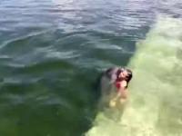Dziewczynka uczy się pływać z delfinem