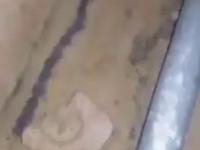 Szczury udające węża, aby uniknąć drapieżników