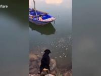Pies ratuje szczeniaka na łodzi