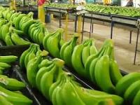 Jak rosną banany na plantacjach