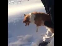 Pies wyrzucony z samolotu