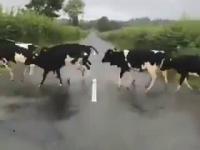 Krowy przeskakują białą linię drogi