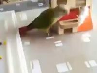 Przeklęta papuga