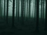  Łąki Łan i piękna piosenka o lesie