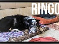 Ringo - porzucony psi staruszek