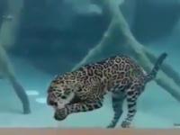 Jaguary są świetnymi pływakami