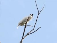 Dzwonnik biały - najgłośniejszy ptak świata
