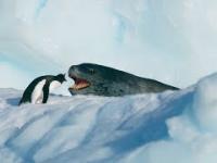 Pingwin VS lew morski