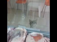 Turecki kotek-żebrak