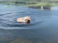 Honga - pies, który został pływającym mopem