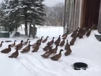 Kaczki odkrywają co to jest śnieg
