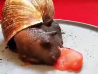 To tylko ślimak jedzący pomidorka