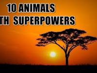 10 ANIMALS WITH SUPERPOWERS
