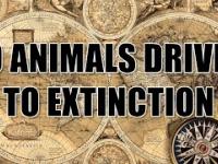 10 ANIMALS DRIVEN TO EXTINCTION