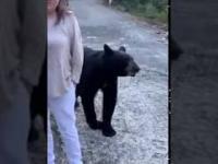 Dziki niedźwiedź dotyka włosów kobiety w Monterrey