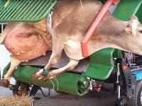 Intelligent Technology Modern Cow Hay Bale Feeding Transportation Machine Cleaning Milking Fun LOL