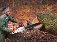 Big Tree Cutting Down Felling Wedge ChainSaw Fastest Skill Awesome Modern Extreme Climbing Arborist
