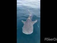 Młody rekin wielorybi pilnie potrzebował pomocy